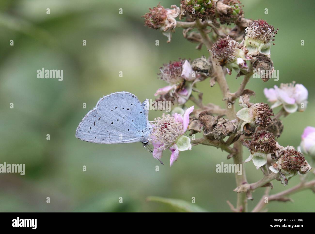 Holly Blue Butterfly - Celastrina argiolus Stockfoto