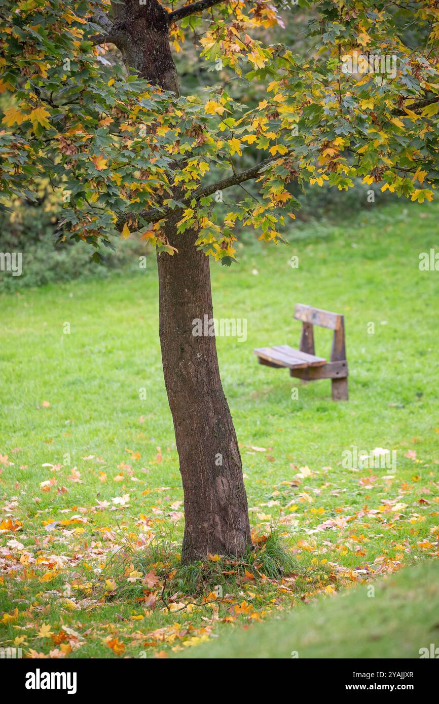 Isolierter Baum auf dem Land, der im Herbst neben einer leeren Parkbank Blätter verliert, Großbritannien. Stockfoto