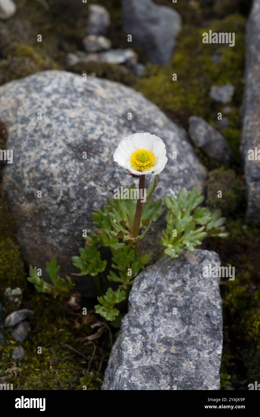 Gletscher-Hahnenfuß, Gletscher-Hahnenfuss, Ranunculus glazialis, Beckwithia glazialis, Gletscherfalter, gletscher-Crowfoot, la renoncule des glaciers Stockfoto