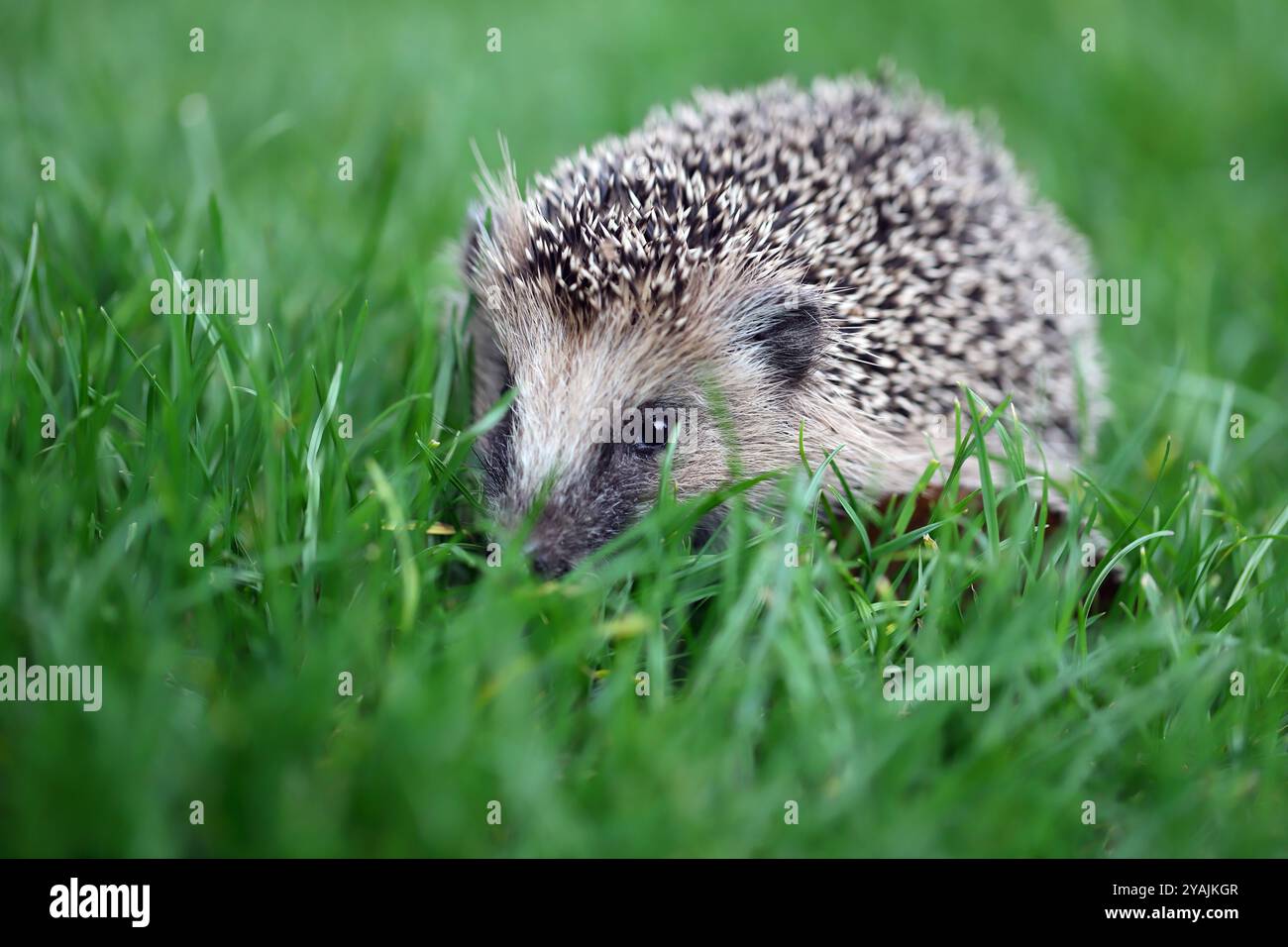Ein junger Igel versteckt sich auf dem Rasen im Garten. Selektiver Fokus, unscharfer Hintergrund. Stockfoto