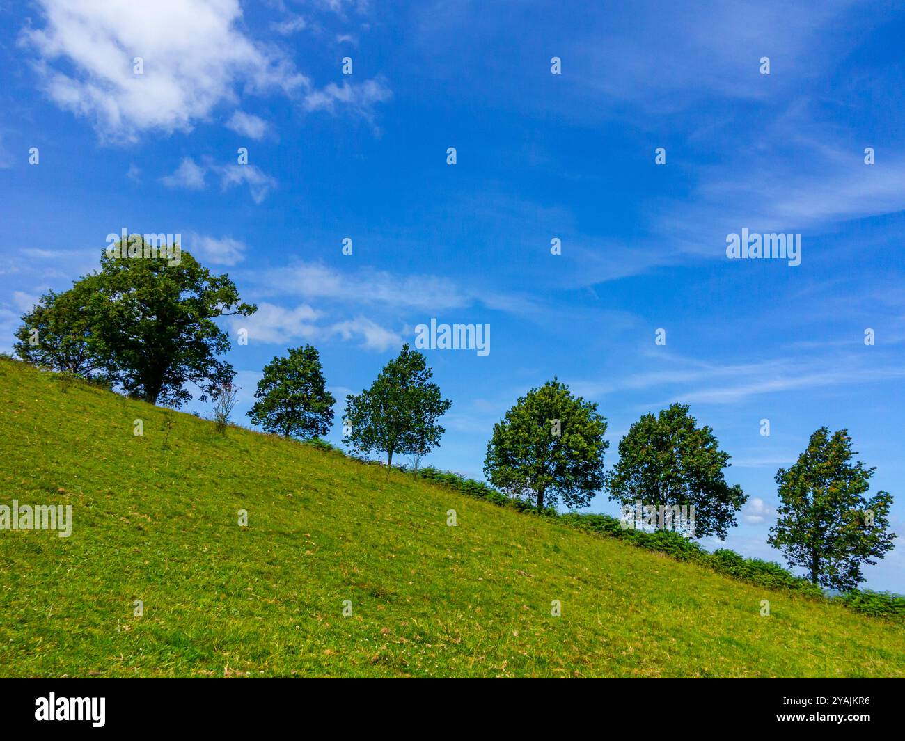 Eine Reihe von Bäumen in der sanften Landschaft im Sommer mit blauem Himmel und weißen Wolken darüber. Stockfoto