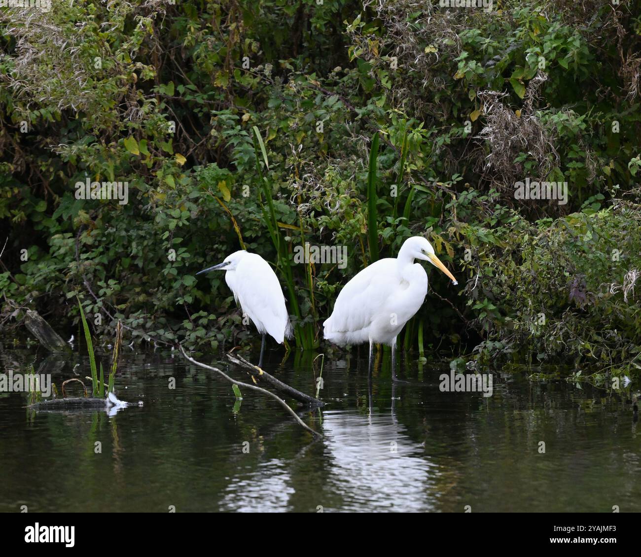 Zwei Reiher, ein großer Weißer und ein kleiner Egret zusammen an der Küste Stockfoto