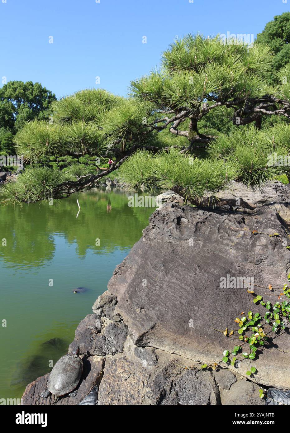 Sonnenbadschildkröte am Dai-Sensui-Teich im Kiyosumi-Garten, Tokio, Japan Stockfoto