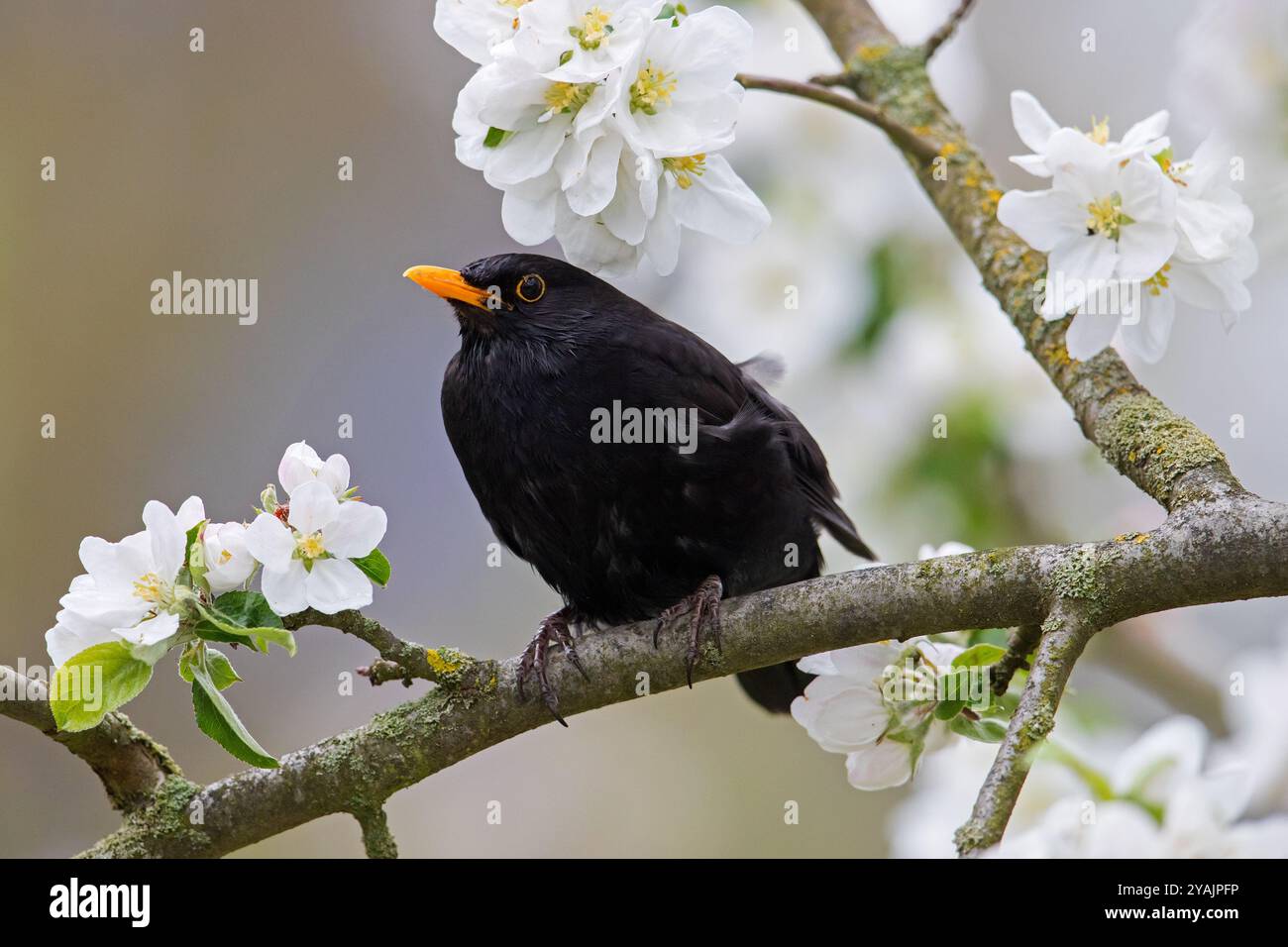 Amsel / Eurasische Amsel (Turdus merula), männlich, der im Frühjahr im blühenden Obstbaum sitzt Stockfoto