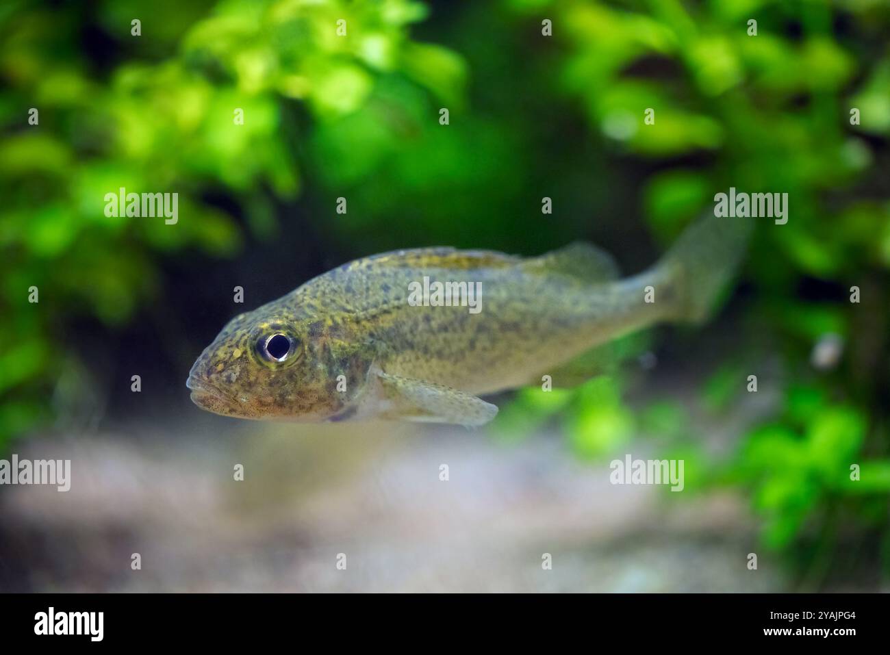 Eurasische Ruffe / Papst (Gymnocephalus cernua), Süßwasserfische, die unter Wasser schwimmen, heimisch in gemäßigten Regionen Europas und Nordasiens Stockfoto