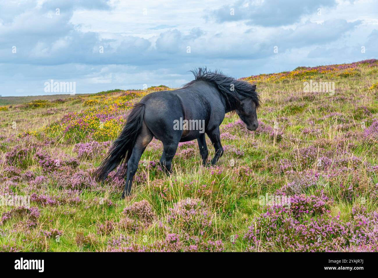 Ein Dartmoor-Pony in seiner typischen, rauen Heimat. Stockfoto
