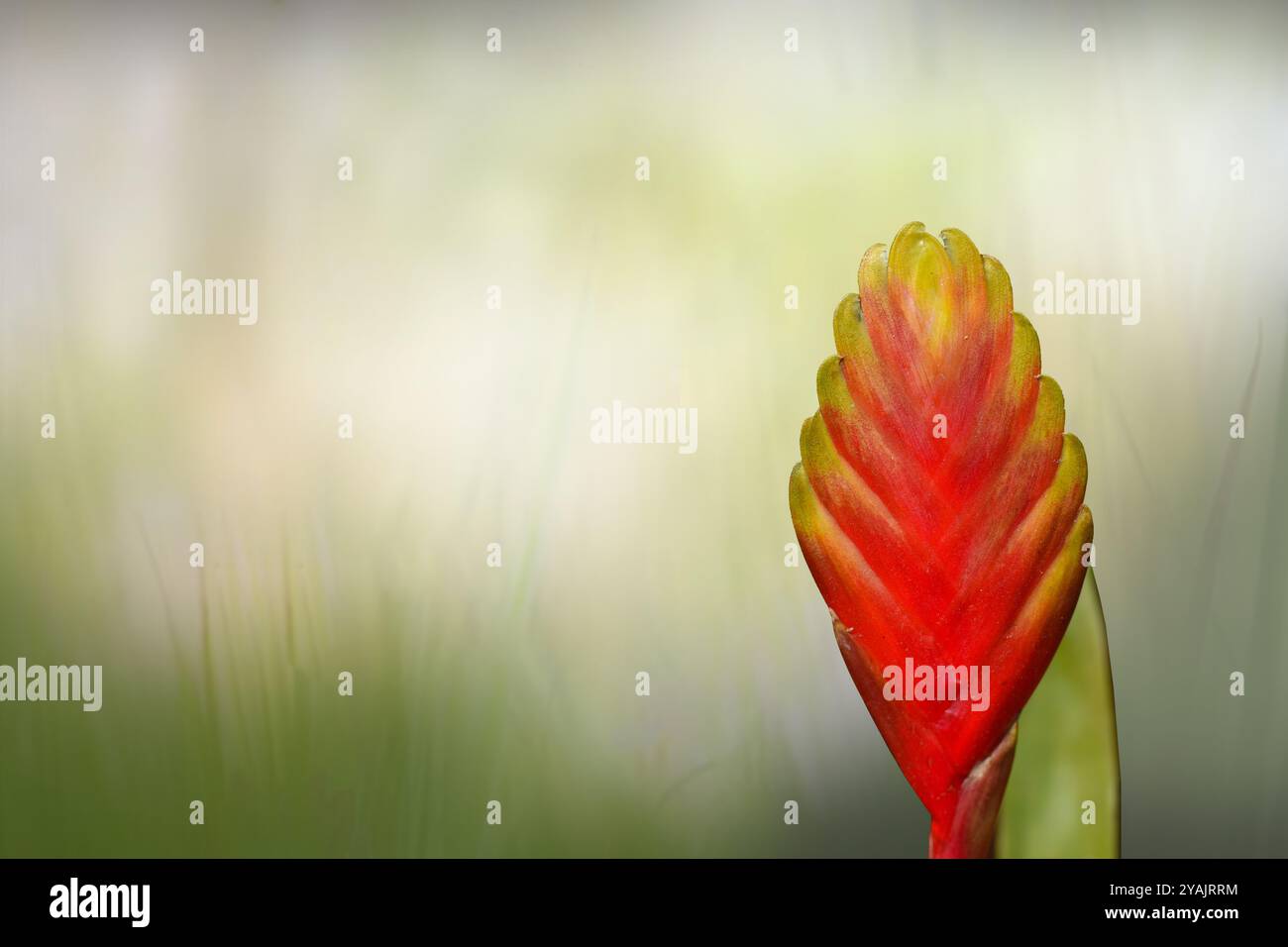 Rot blühende Vriesea carinata mit gelbem Ton Stockfoto