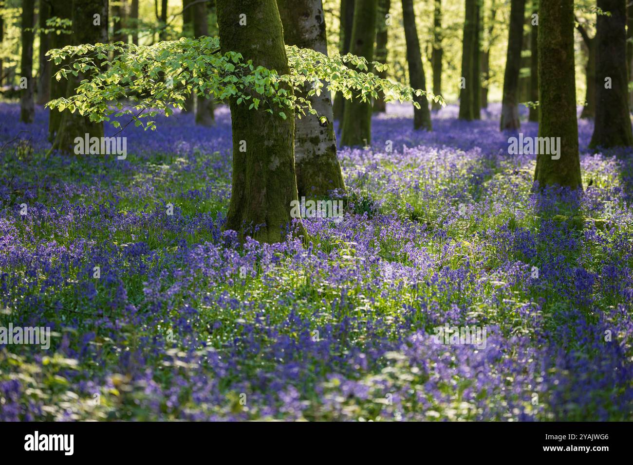 Sonnenlicht in Blauglockenholz mit Buchen, Hampshire, England, Großbritannien, Europa Stockfoto