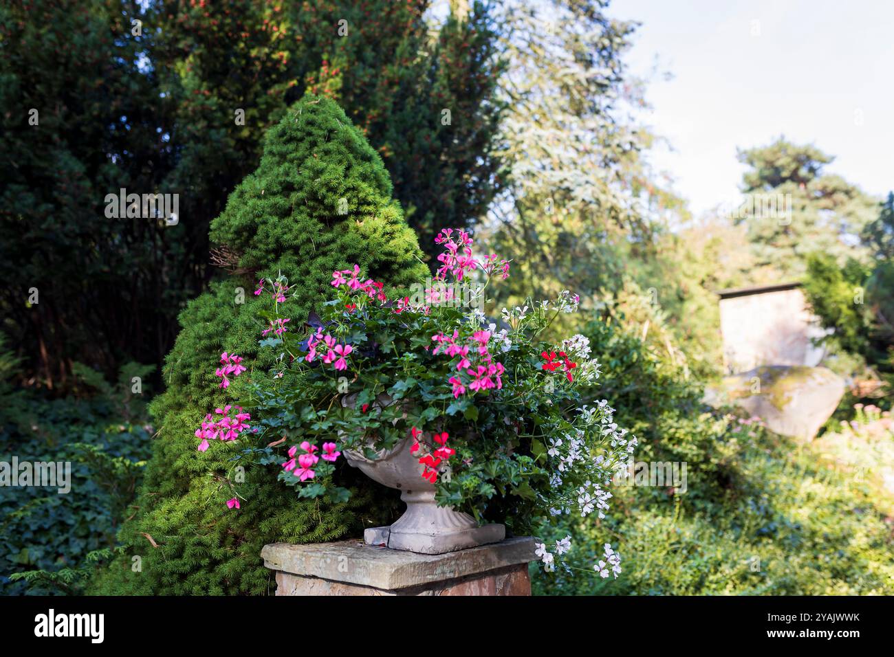 Weiße und rote Efeublättrige Geranie in einem Steintopf am Parkeingang, mit getrimmtem Thuja und Eibe im Hintergrund. Stockfoto