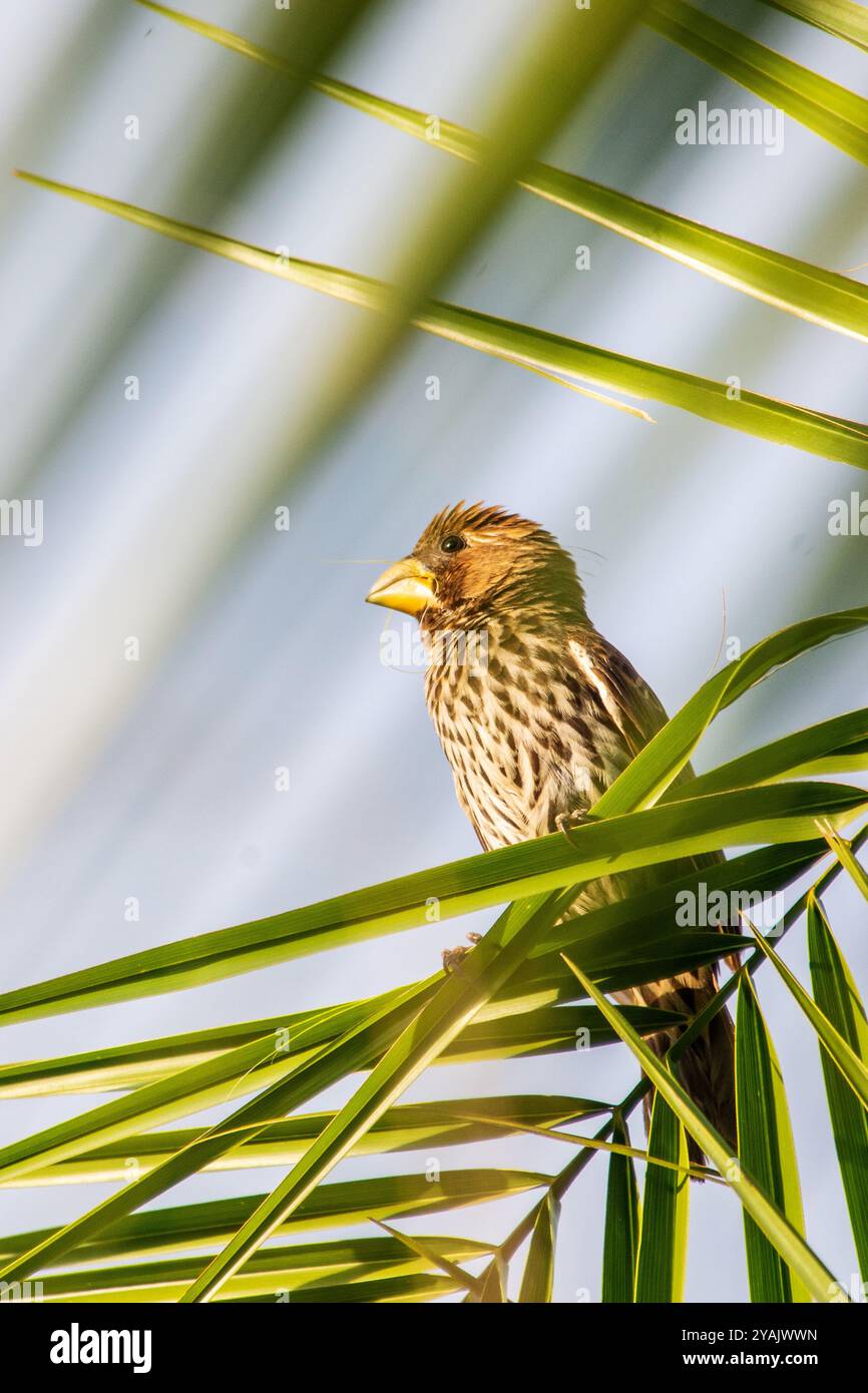 Ein WEIBLICHER GROSSCHNABELWEBER (Amblyospiza albifrons) (Thich-Billed Weaver) in Kasangati - Kampala Uganda Stockfoto