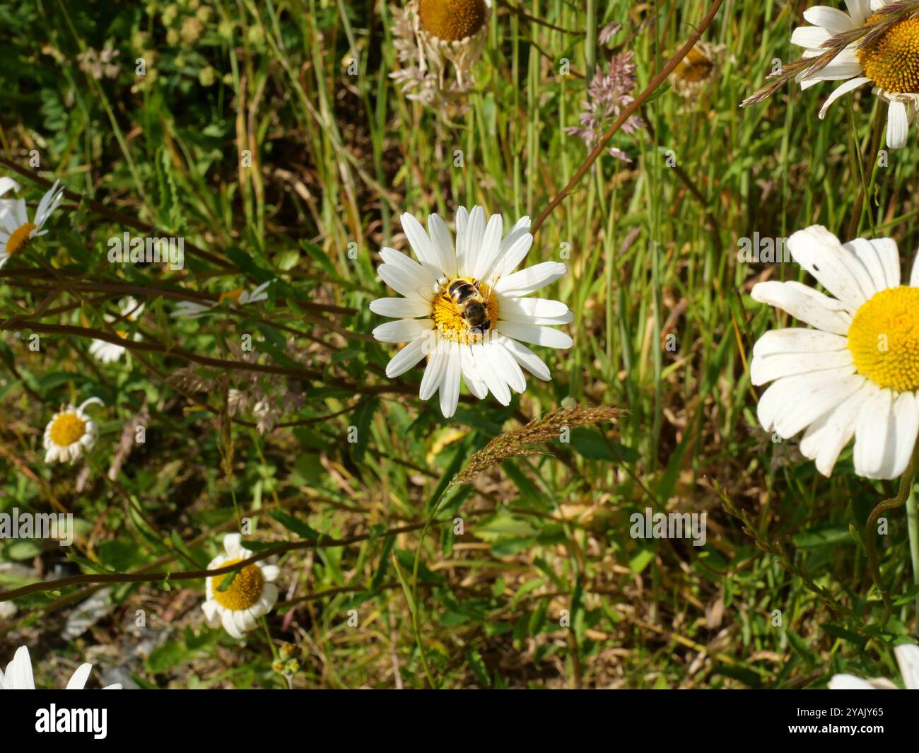 Eine Honigbiene sitzt auf einem Gänseblümchen, gefangen auf einer Wildblumenwiese. Dieses farbenfrohe Naturfoto unterstreicht die Bedeutung von Wildblumenwiesen für Bestäuber Stockfoto