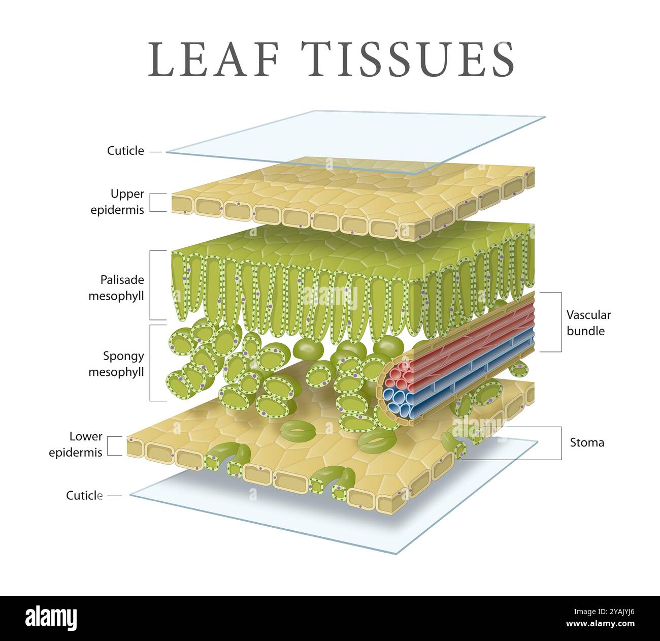 Blattgewebe und Zellschichten Stockfoto