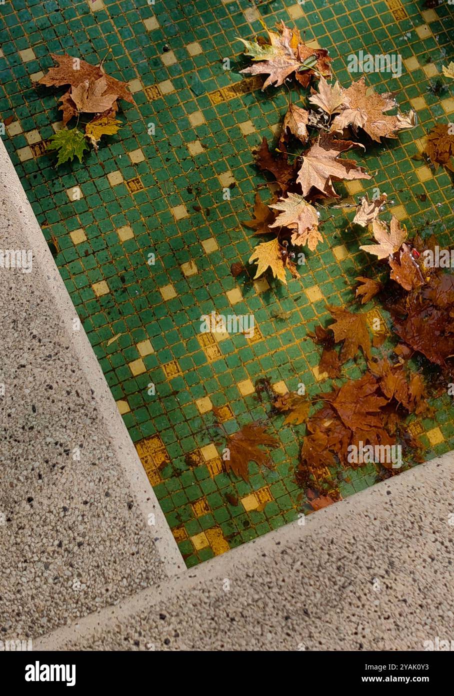 Herbstdrift: Gefallene Ahornblätter im Pool Stockfoto