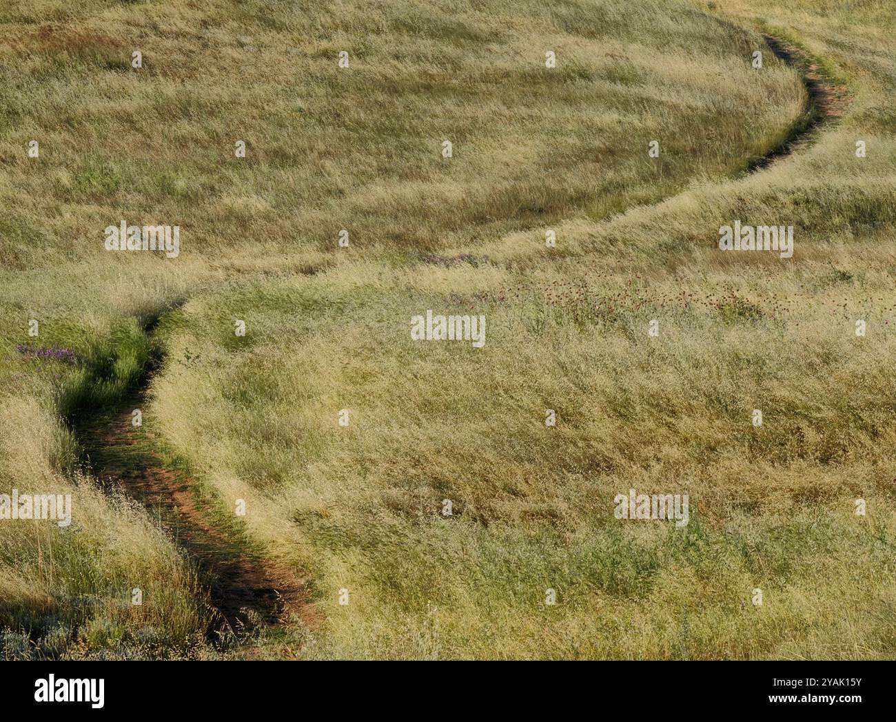 Abstrakte Bewegung: Graskurve und Straßenlinie, die den Pfad definieren Stockfoto