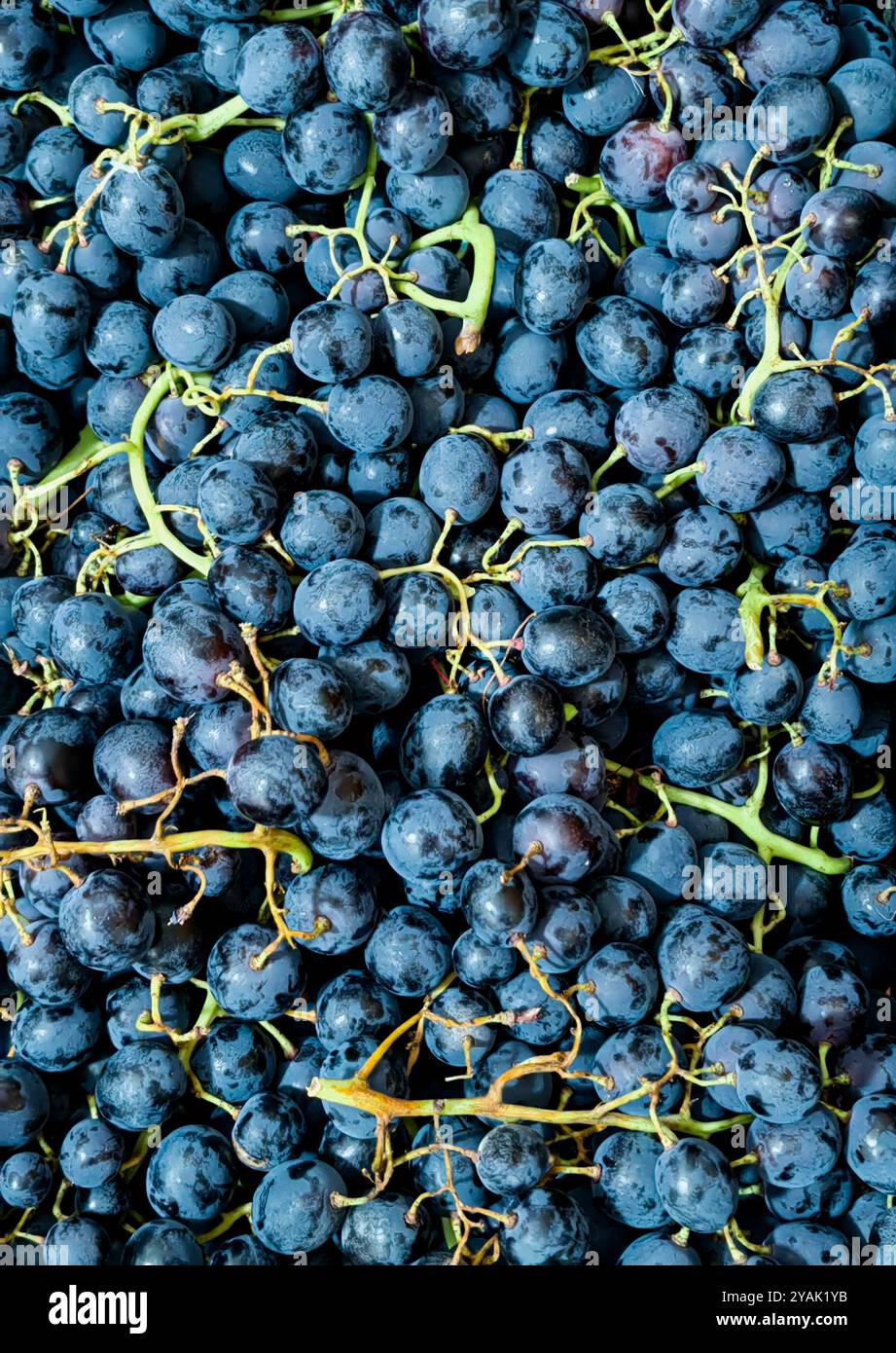 Üppige Ernte: Saftige blaue Bio-Trauben in der Fülle der Natur Stockfoto