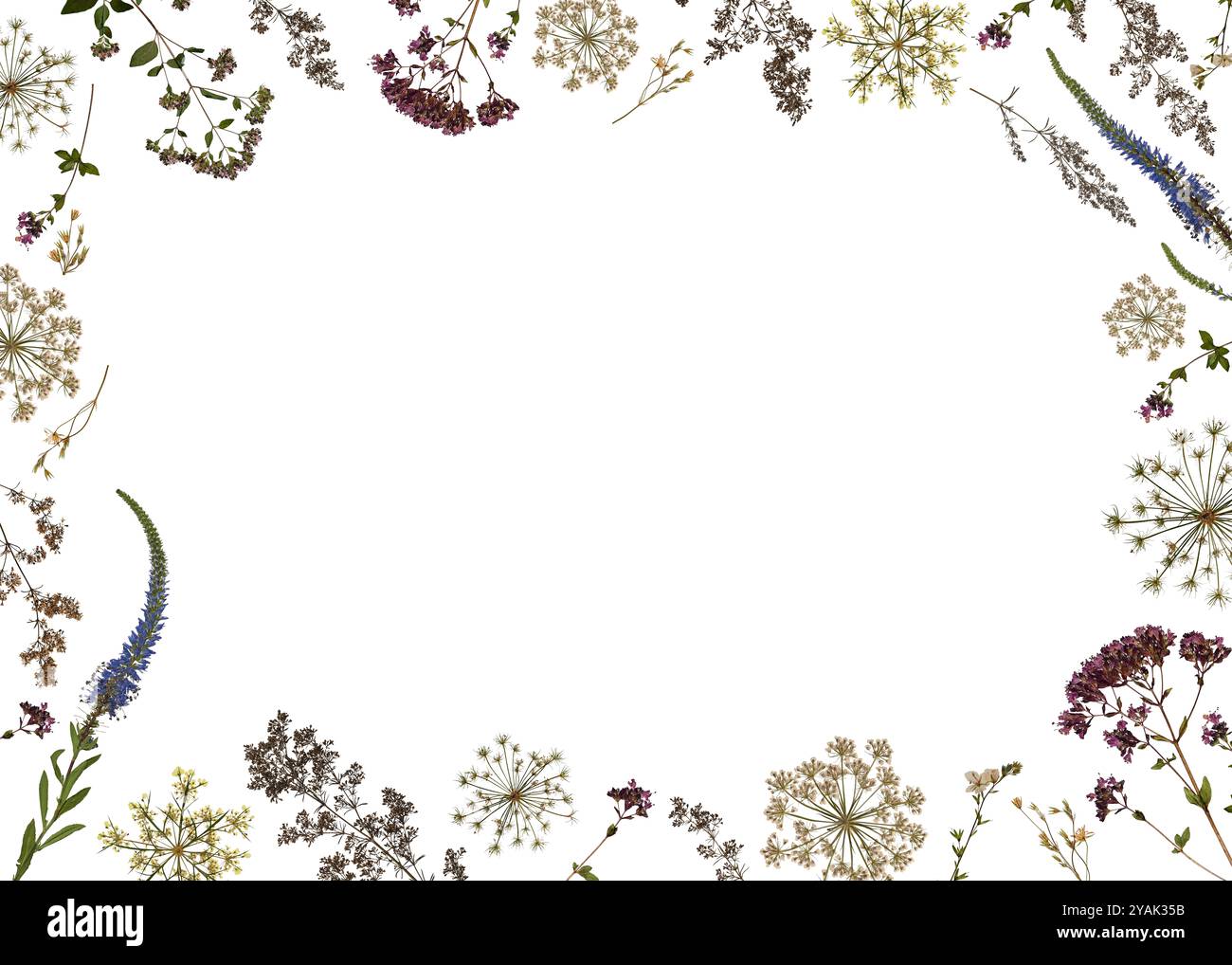 Rahmen aus getrockneten Wildblumen und Kräutern isoliert auf weiß. Perfekt für die Erstellung botanischer Karten, Hochzeitseinladungen, Rahmen, Designs. Stockfoto
