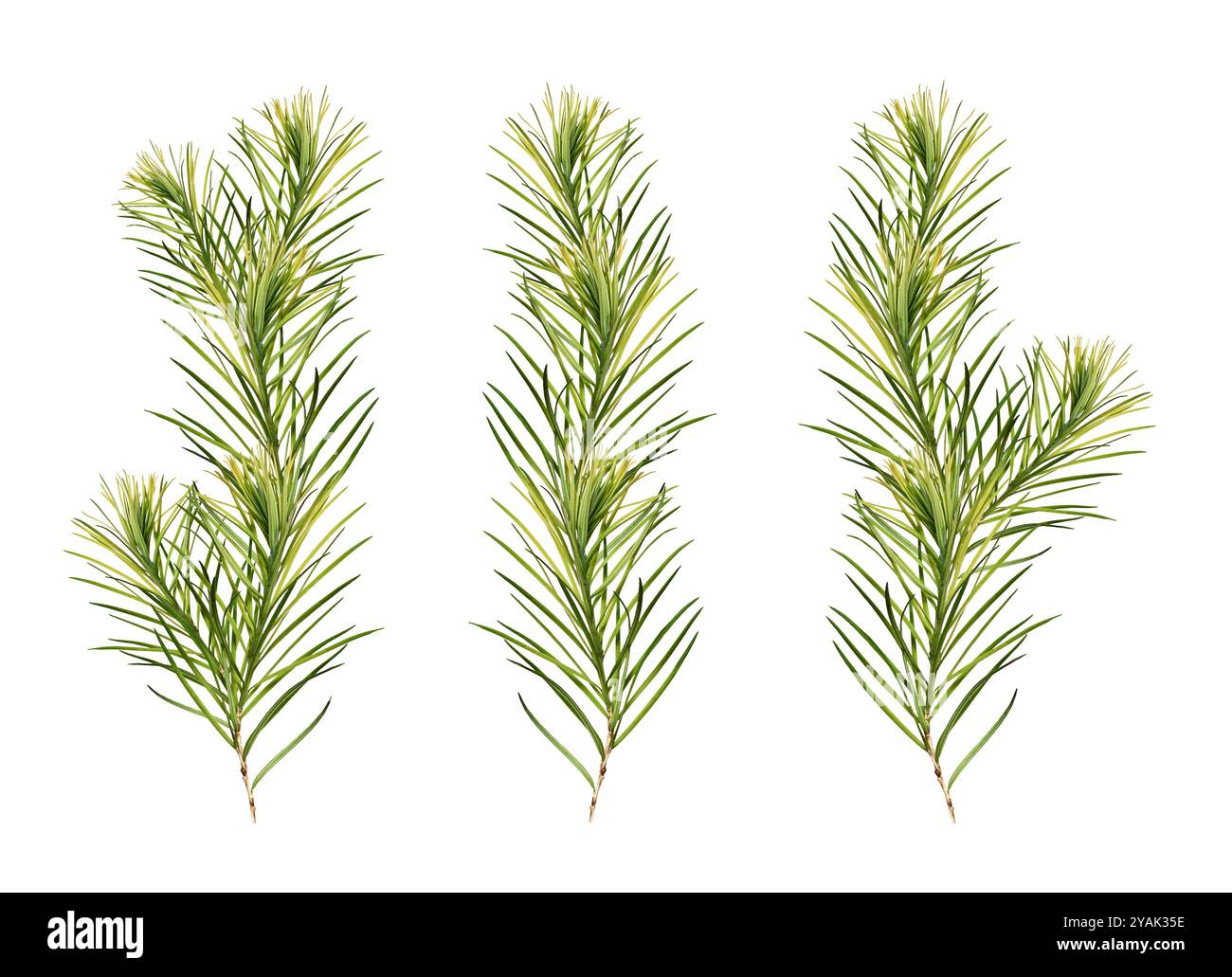 Ein Satz junger Zweige des Teebaumes (Melaleuca alternifolia), Collage. Zweige sind auf weißem Hintergrund isoliert. Stockfoto