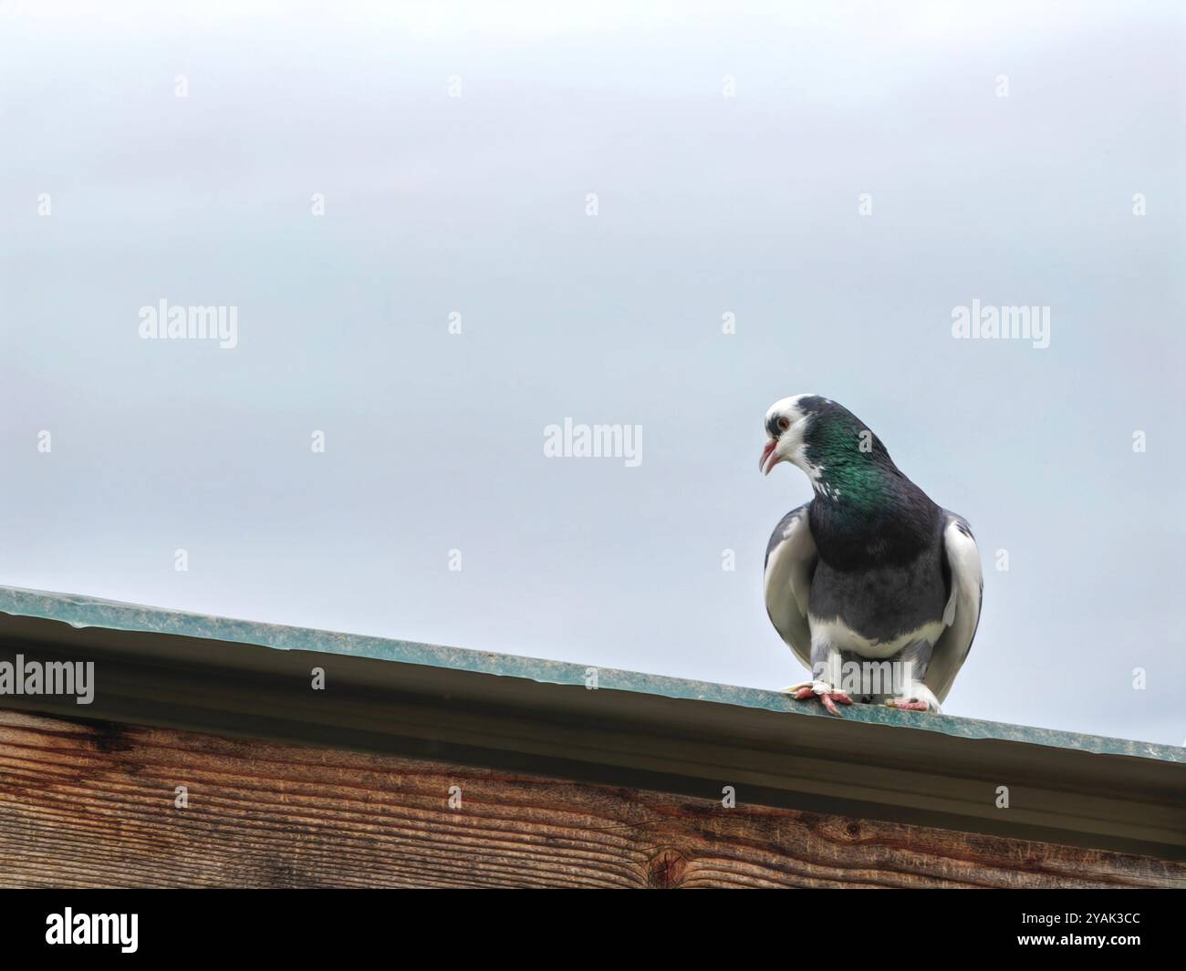 Rock Pigeon: Porträt einer Taubenart auf einer Dachhütte, Hintergrund des Tageshimmels Stockfoto