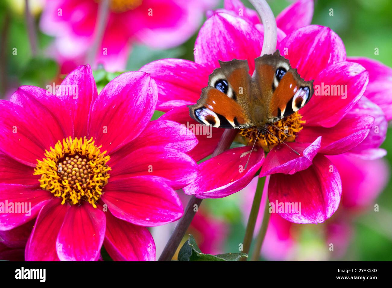 Dahlia König Artus Dahlia Blume Pfau Schmetterling Inachis io Aglais io Stockfoto