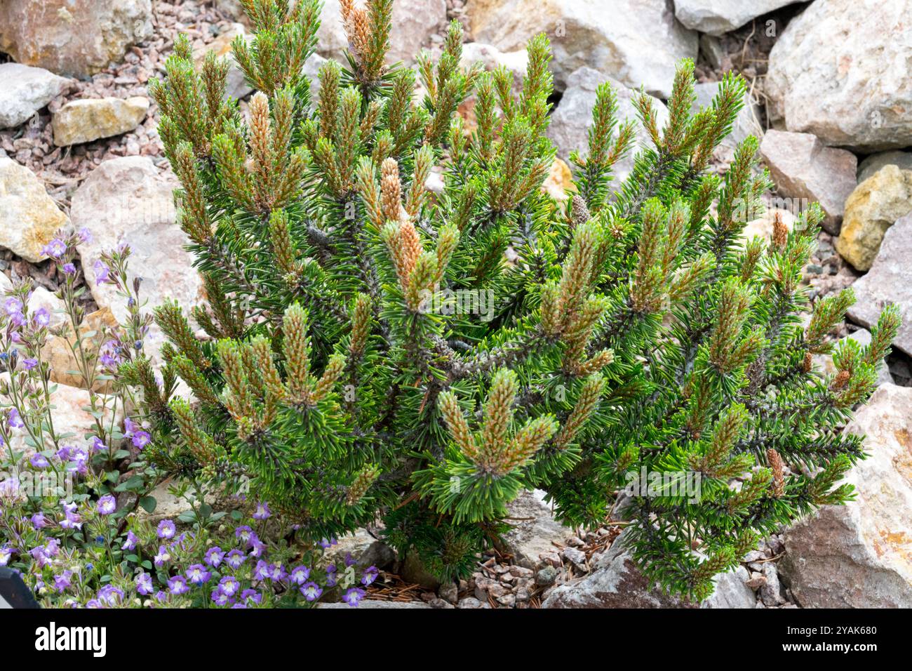 Alpine Rockery Rock Felsenfelsen Pinus mugo „Brevifolia Mini“ Mugo Mountain Pine Stockfoto