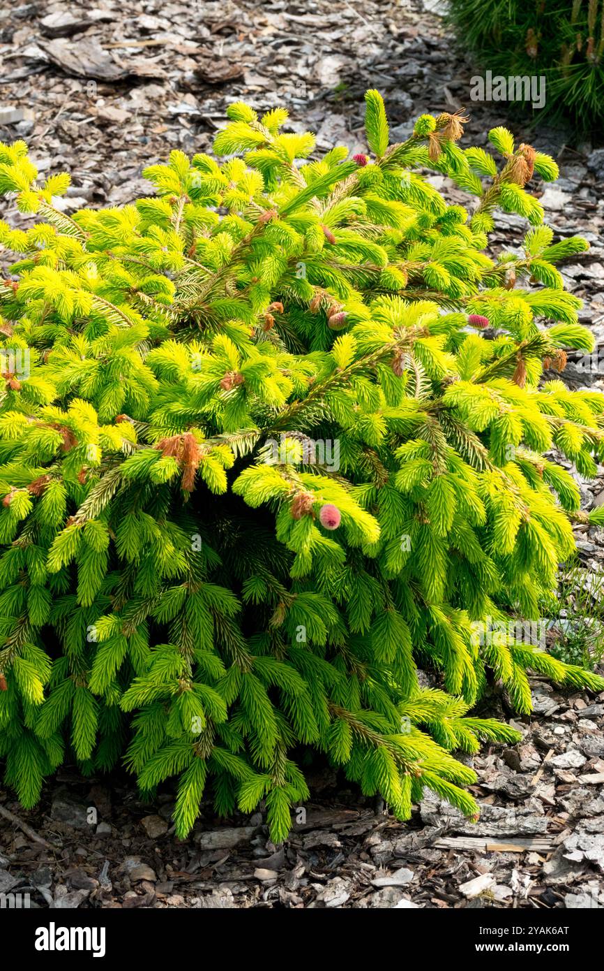 Picea abies 'Catherines Golden Heari' Norwegen Fichte Europäische Fichte Rockery Stockfoto