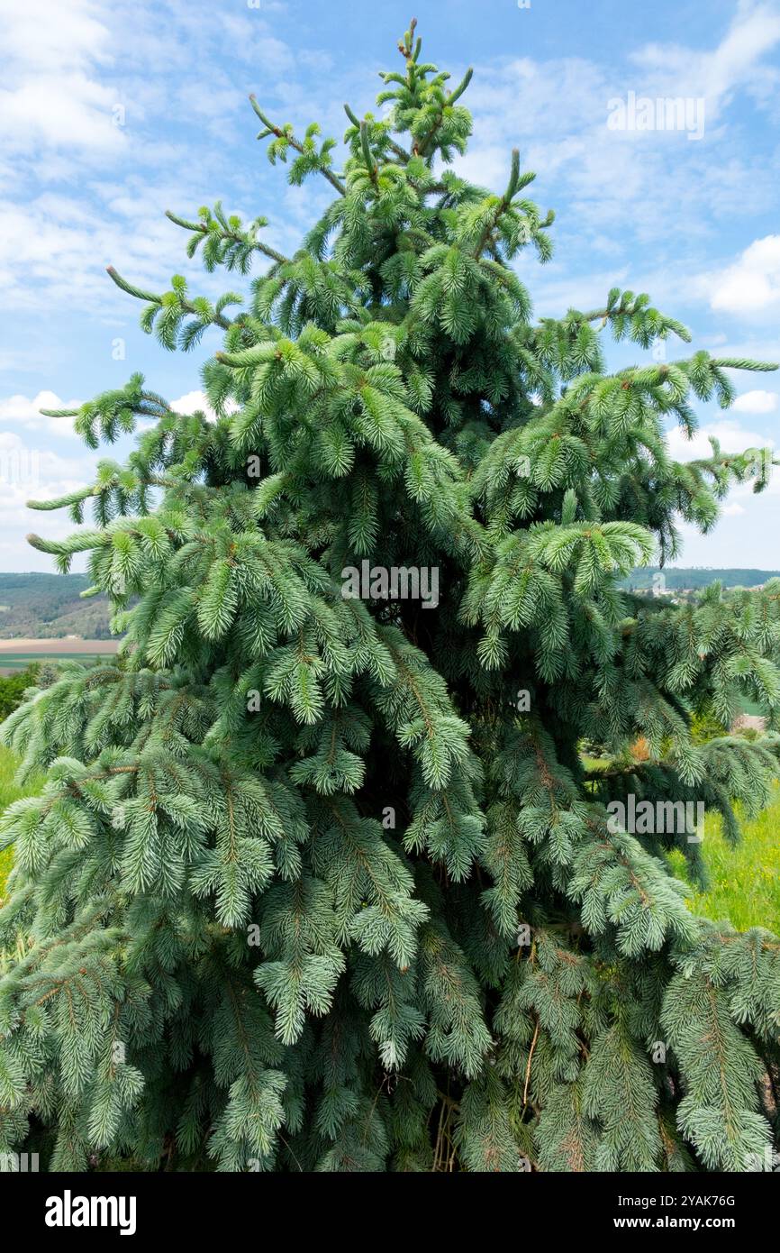 Engelmann-Fichte Picea engelmannii „glauca“ Stockfoto