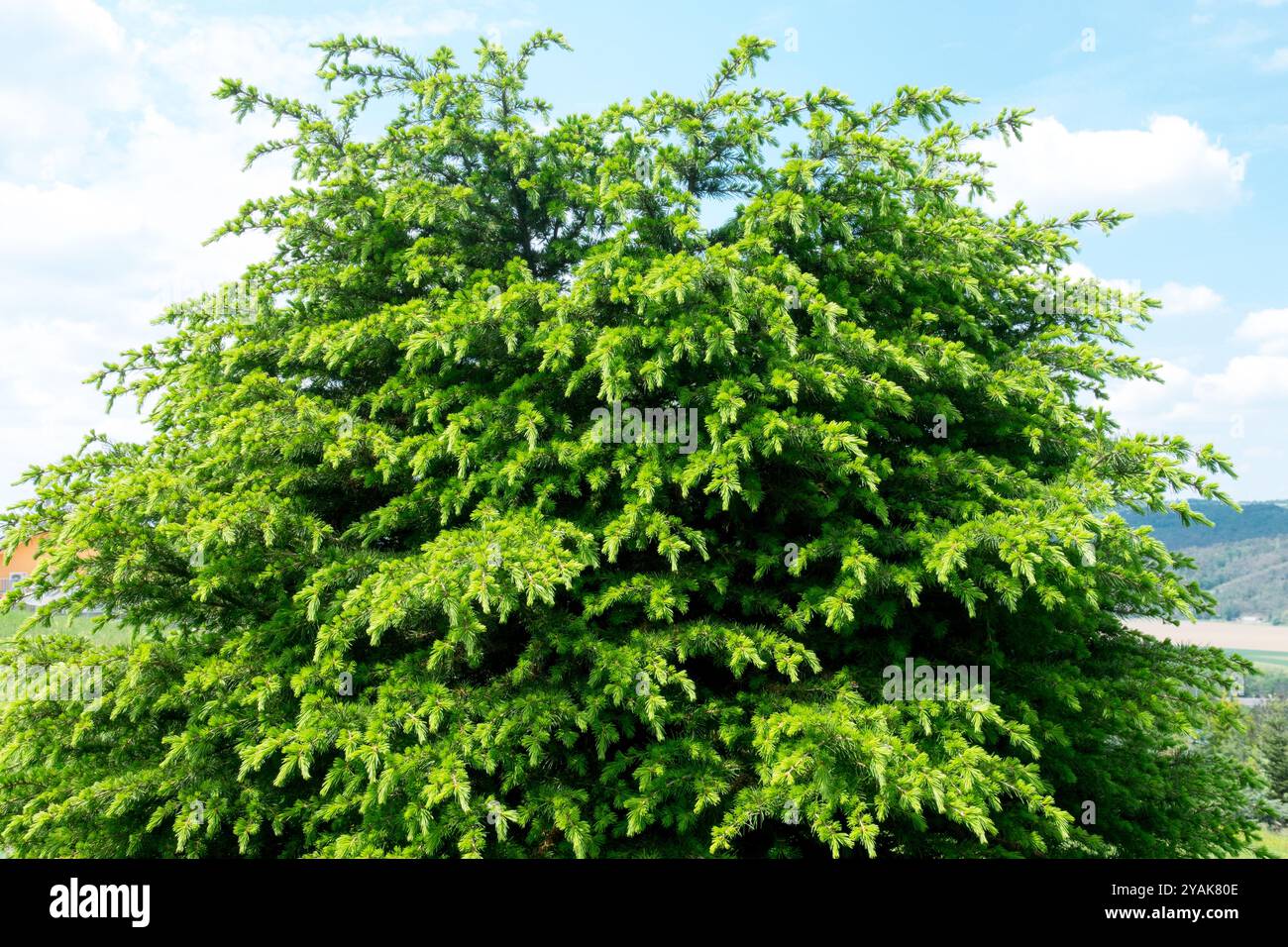 Libanon-Zeder-Baum Cedrus libani „Compacta Gem“ Stockfoto