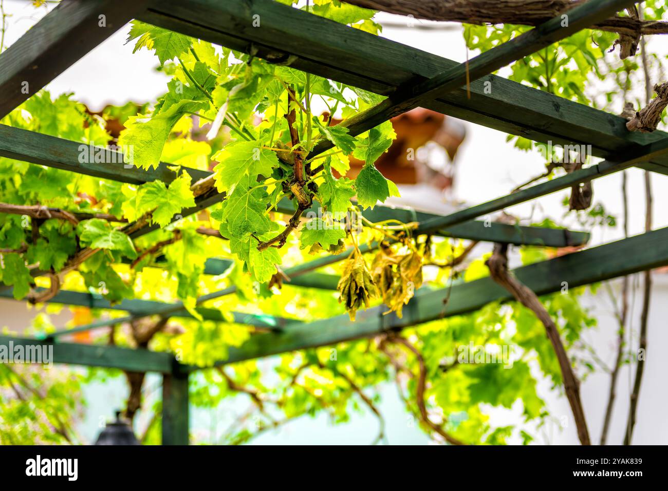 Weinrebe Traube Pflanze Rebe auf Spalier Pavillon Pergola von Haus Haus