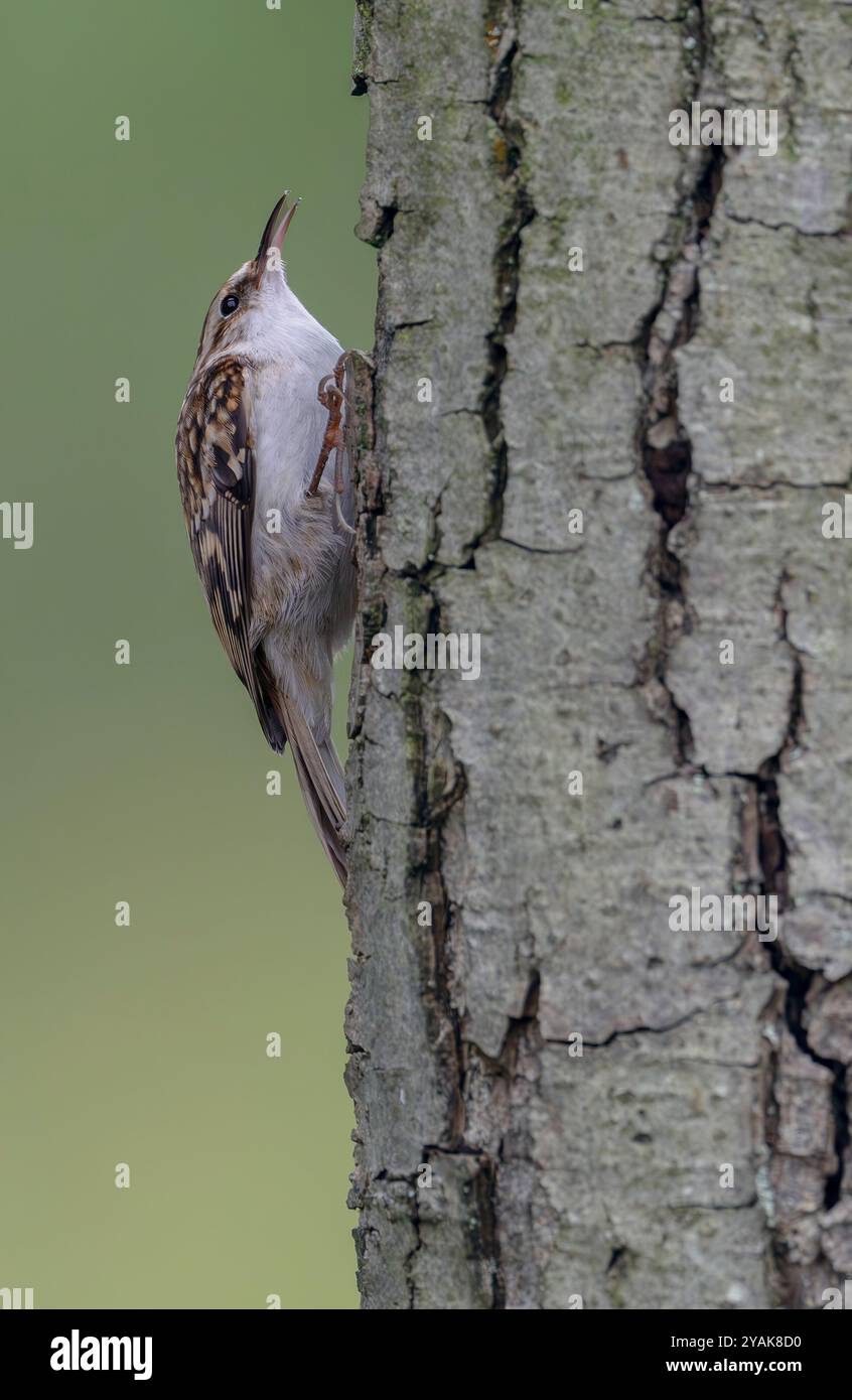 Ein Treecreeper Certhia familiaris klettert die Seite eines Baumes auf der Suche nach Lebensmitteln, North Norfolk, Großbritannien Stockfoto