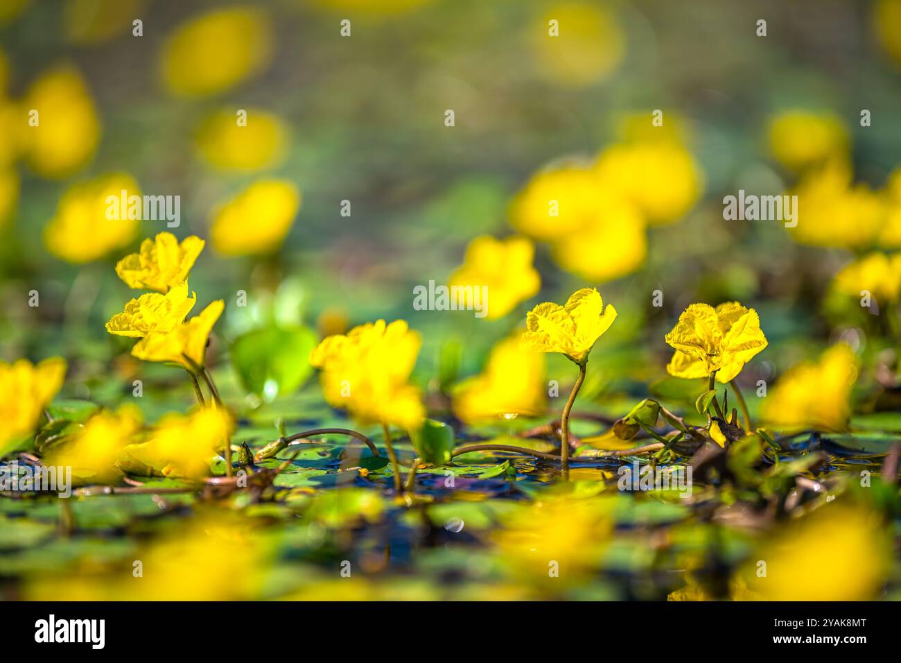 Nymphoides peltata gesäumte Seerose gelbe Blumen Makronaht Bodenoberflächenansicht auf den Wasserteich in Virginia ländlicher Garten Stockfoto