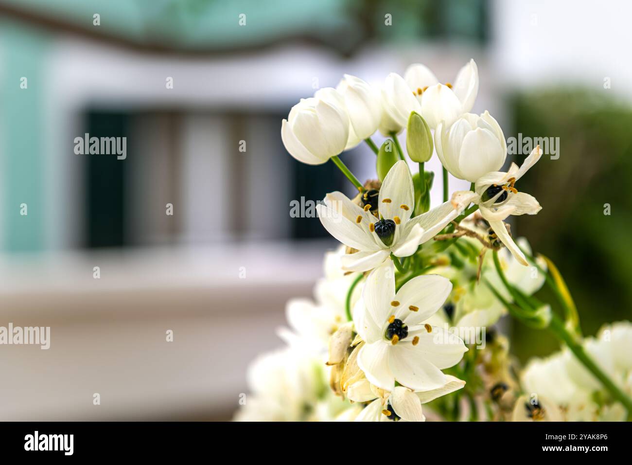 Arabische Sternenblumen-Makronaht von Garten Topf Pflanze im Topf, außerhalb Garten im griechischen Dorf auf Ikaria, Griechenland im Sommer Stockfoto