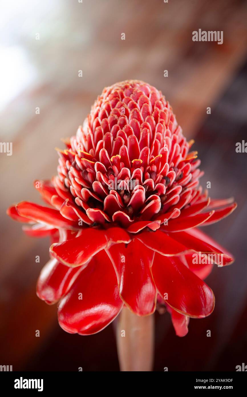 Rote Etlingera elatior Pflanze in der Blüte, auch bekannt als Fackel Ingwer, unter anderen Namen. Stockfoto