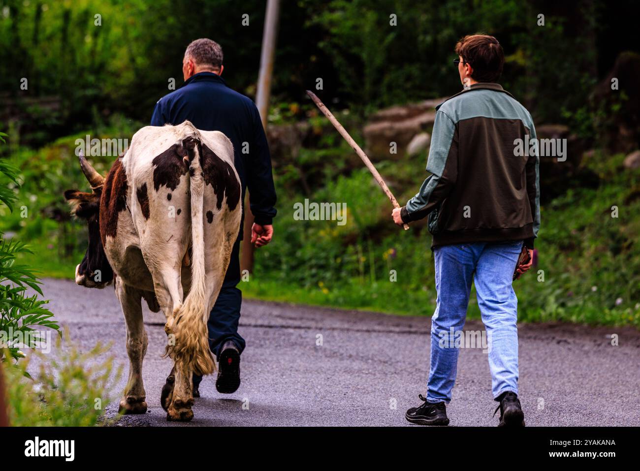 Eine ländliche Szene im Bergdorf mestia, als Vater und Sohn ihre Kuh abends zur Melkzeit entlang der Straße nach Hause führen Stockfoto