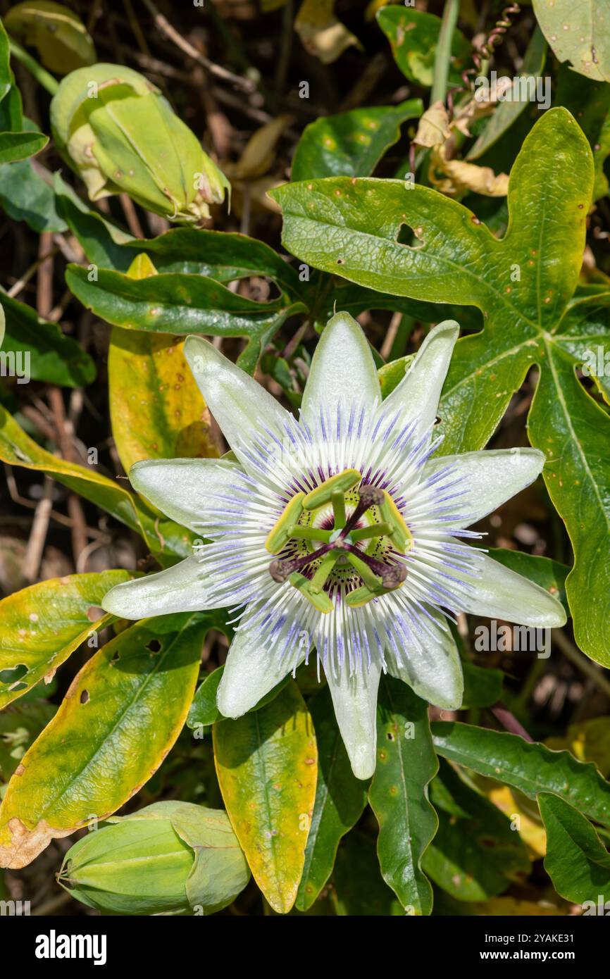 Nahaufnahme einer Passionsblume (Passiflora caerulea) in Blüte Stockfoto