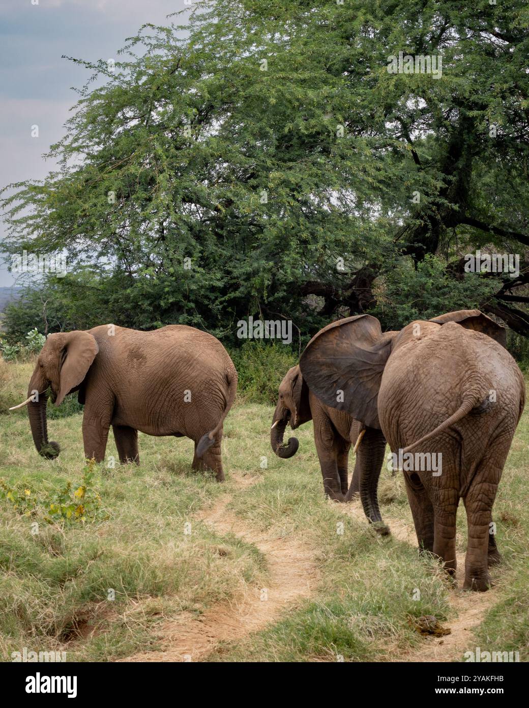 Elefanten wandern im Samburu Nationalpark, Kenia, Afrika Stockfoto