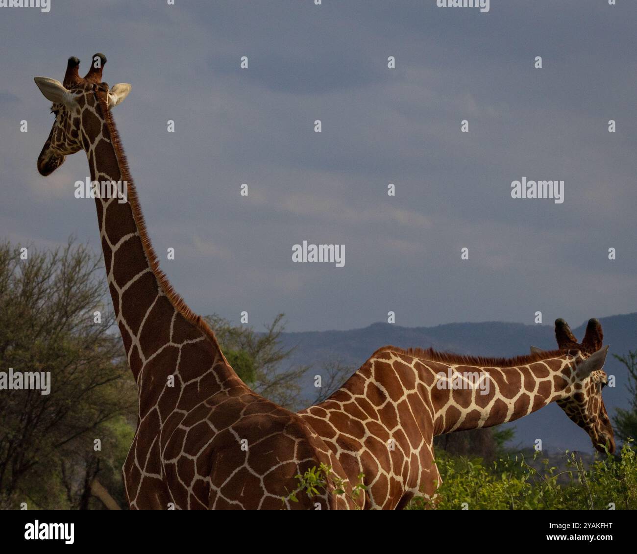 Netzgiraffen im Samburu-Nationalpark, Kenia, Afrika Stockfoto