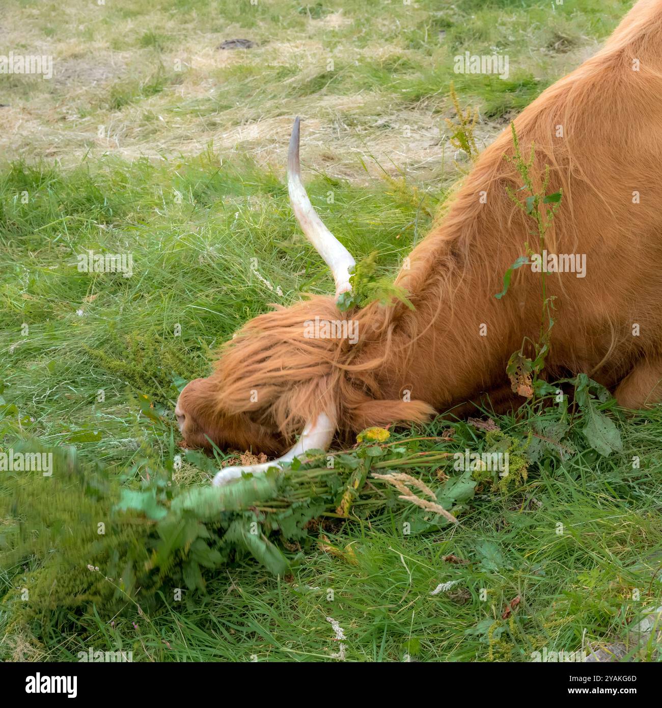 Rinder juckendes Ohr Stockfoto