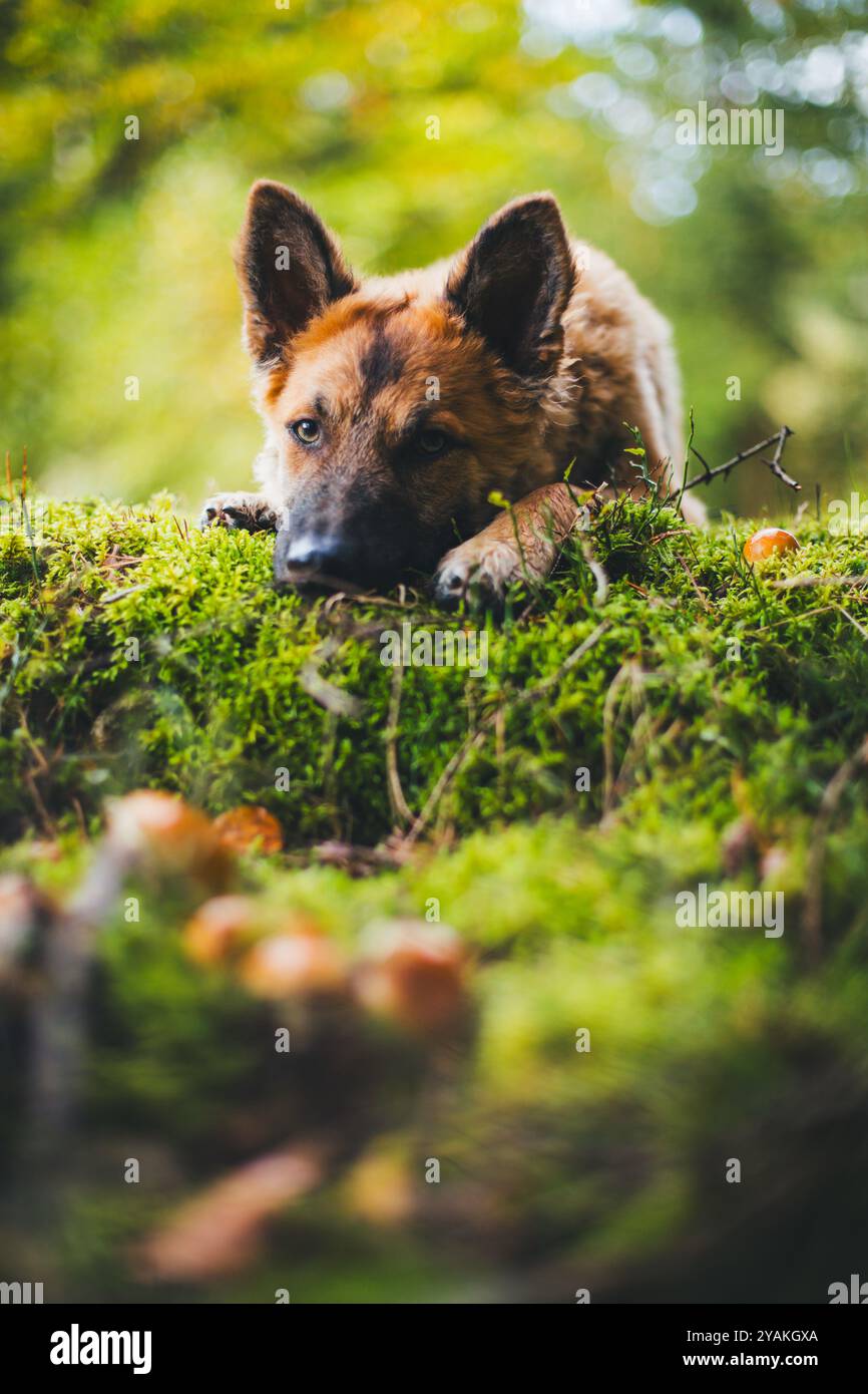 Alter Deutscher Schäferhund (Westerwälder Kuhhhund) Stockfoto