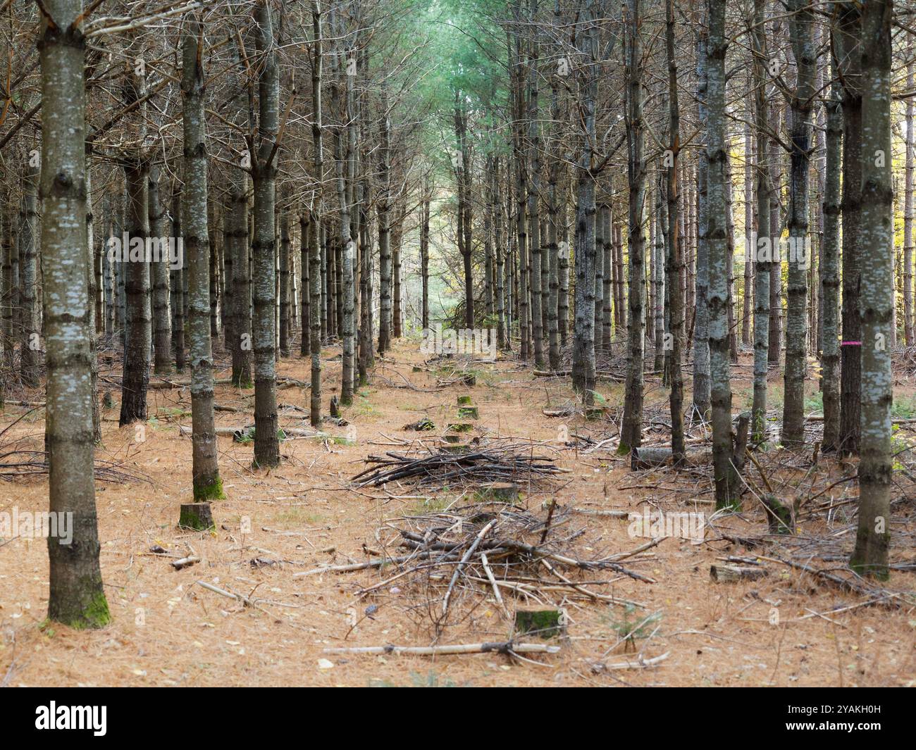 Baumplantage in Quebec, Kanada Stockfoto