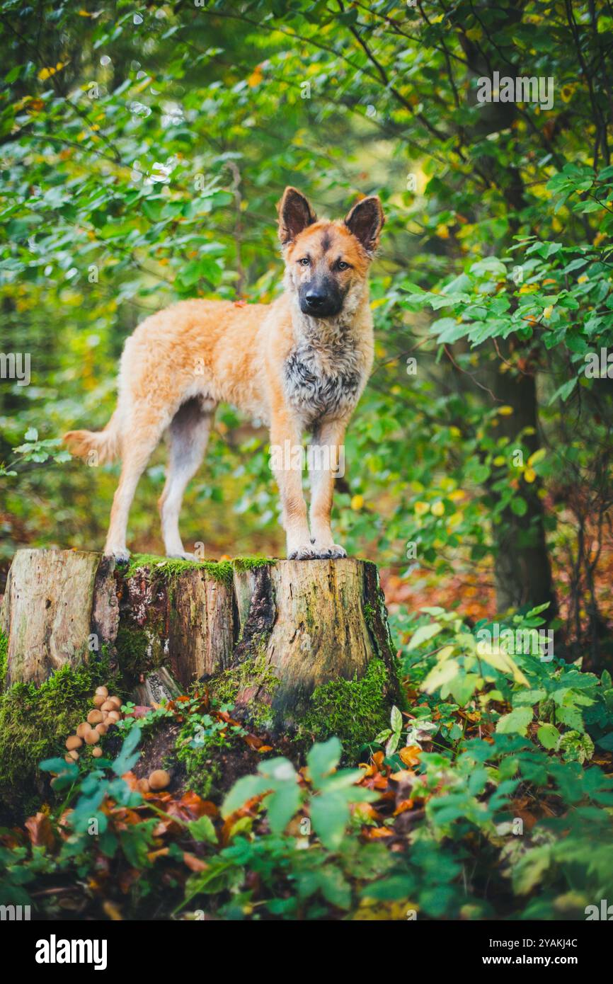 Alter Deutscher Schäferhund (Westerwälder Kuhhhund) Stockfoto