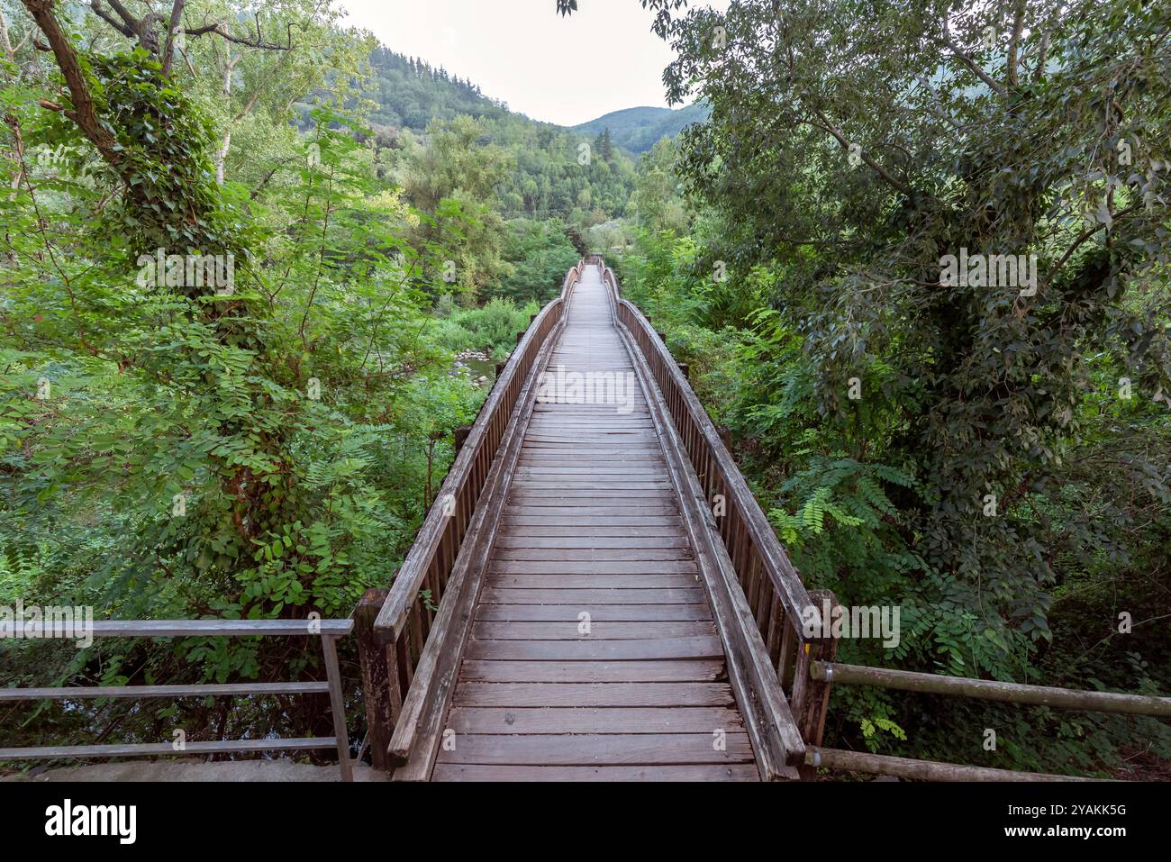 Holzsteg über einen Fluss, umgeben von viel Vegetation Stockfoto