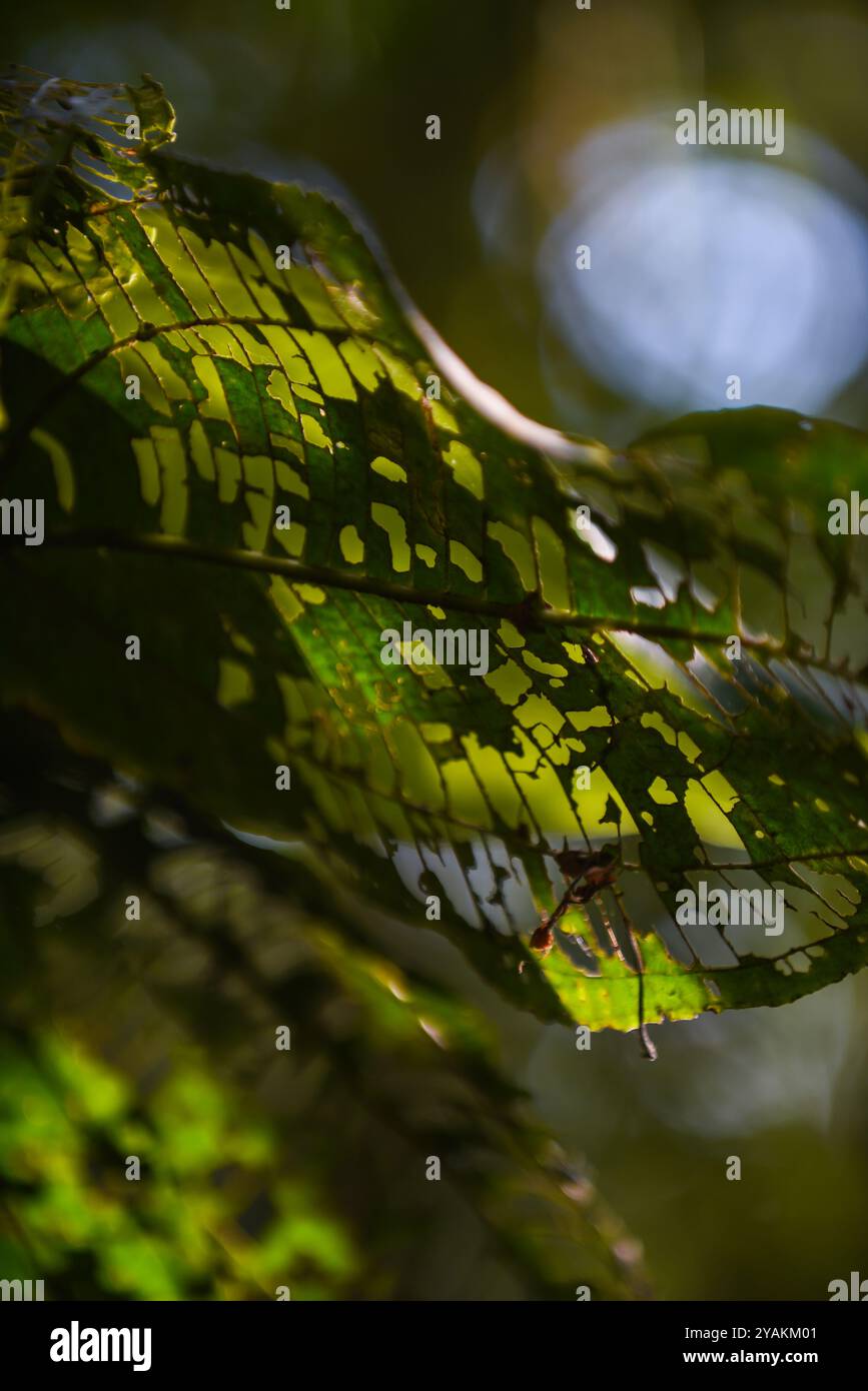 Beschädigtes Blatt mit Löchern in Sierra Nevada de Santa Marta, Kolumbien Stockfoto