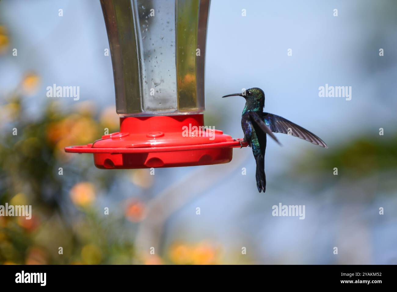 Kolibri Feeder in Sierra Nevada de Santa Marta, Kolumbien Stockfoto