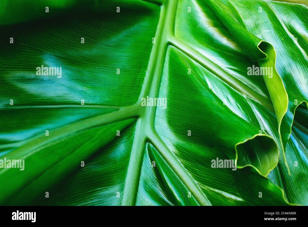 Nahaufnahme eines großen grünen Blattes Stockfoto