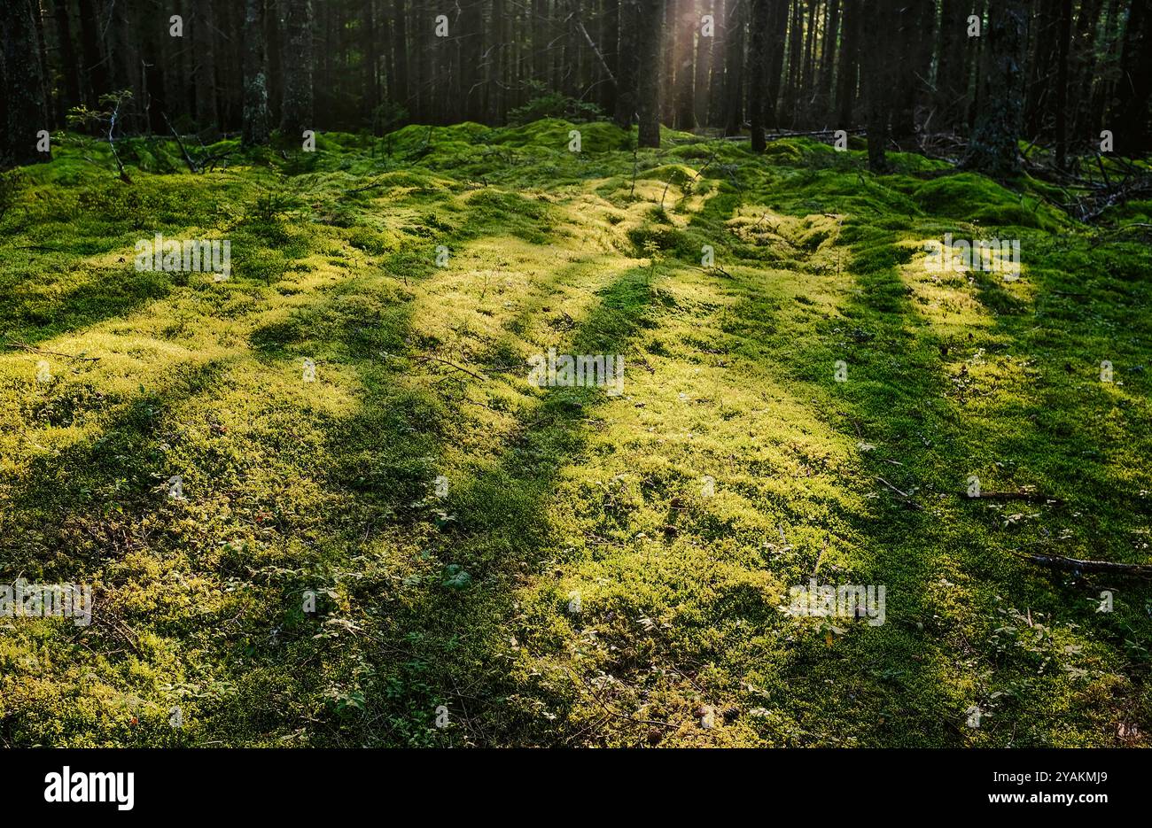 Feld aus grünem Moos mit Baumschatten Stockfoto