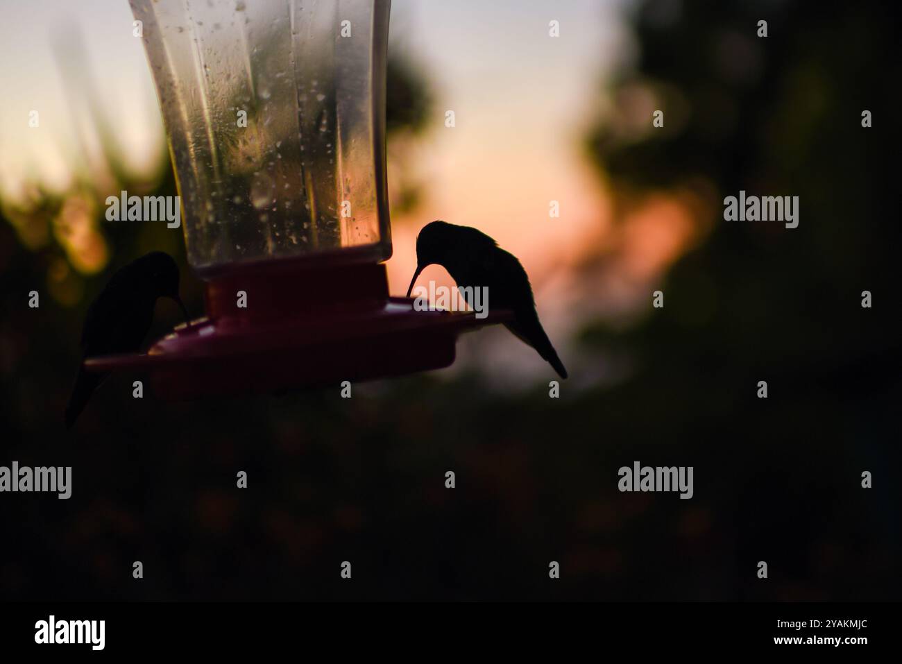 Kolibri Feeder in Sierra Nevada de Santa Marta, Kolumbien Stockfoto