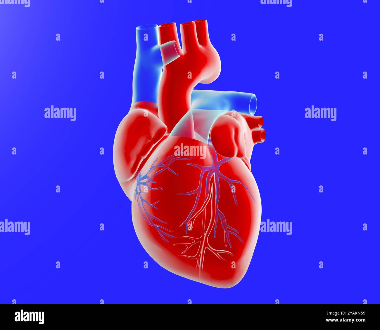 3D-Darstellung eines schlagenden anatomischen Herzens. Mit Koronararterien und -Venen, die sich um ihre Achse drehen, auf blauem Hintergrund ausgeschnitten. Stockfoto