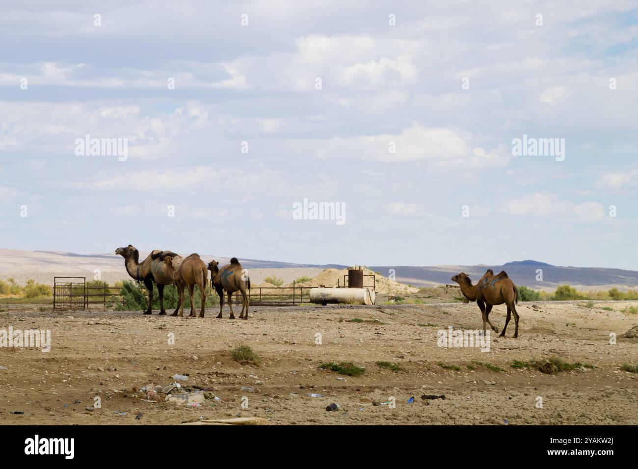 Kamelzucht in Senek, Mangystau, Kasachstan. Tierhintergrund Stockfoto