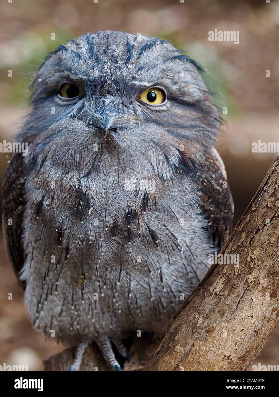 Wunderbarer, markanter Tawny Anglermaus mit hellgelben Augen und weichem, getarntem Gefieder. Stockfoto