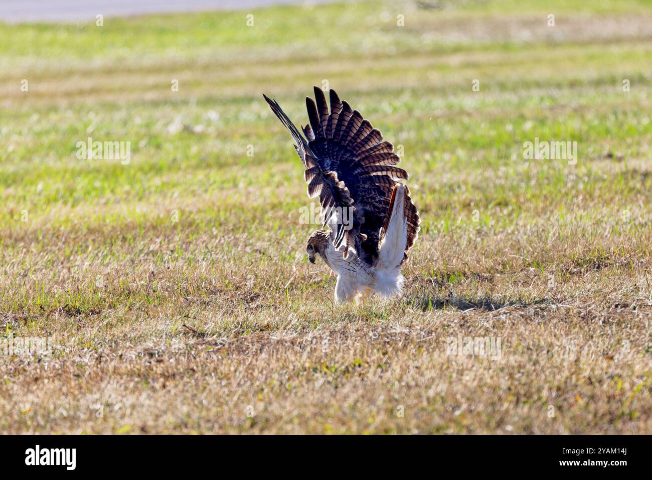 Der Rotschwanzfalke (Buteo jamaicensis) im Flug Stockfoto